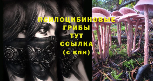 сатива Бородино